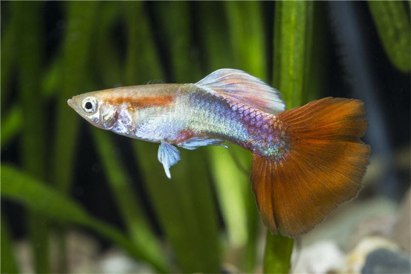 Guppy Rot Tuxedo, Poecilia reticulata, Weibchen