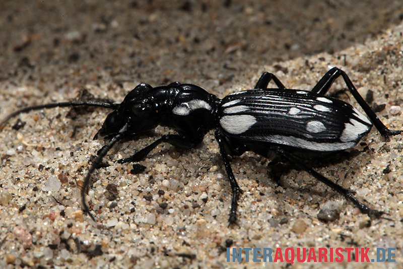 Ägyptischer Raubkäfer, Anthia sexmaculata