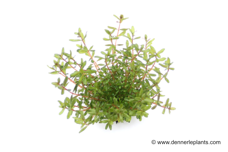 Laos-Rotala, Rotala rotundifolia "Laos", im Topf