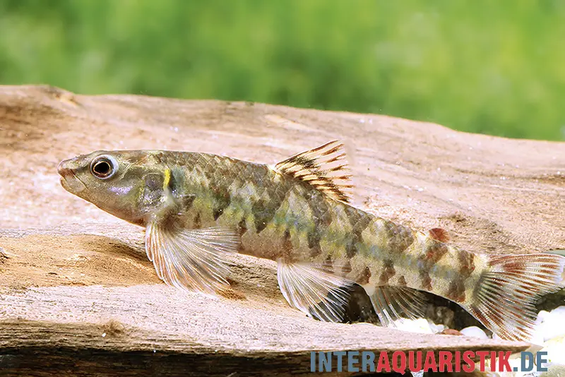 Gebänderter Bodensalmler (Characadium fasciatum) seitlich im Aquarium, gestreifte Zeichnung und Flossen deutlich sichtbar; bis 10 cm, friedlicher Gruppenfisch aus São Francisco, geeignet für weiches, leicht saures Wasser (19–26 °C)