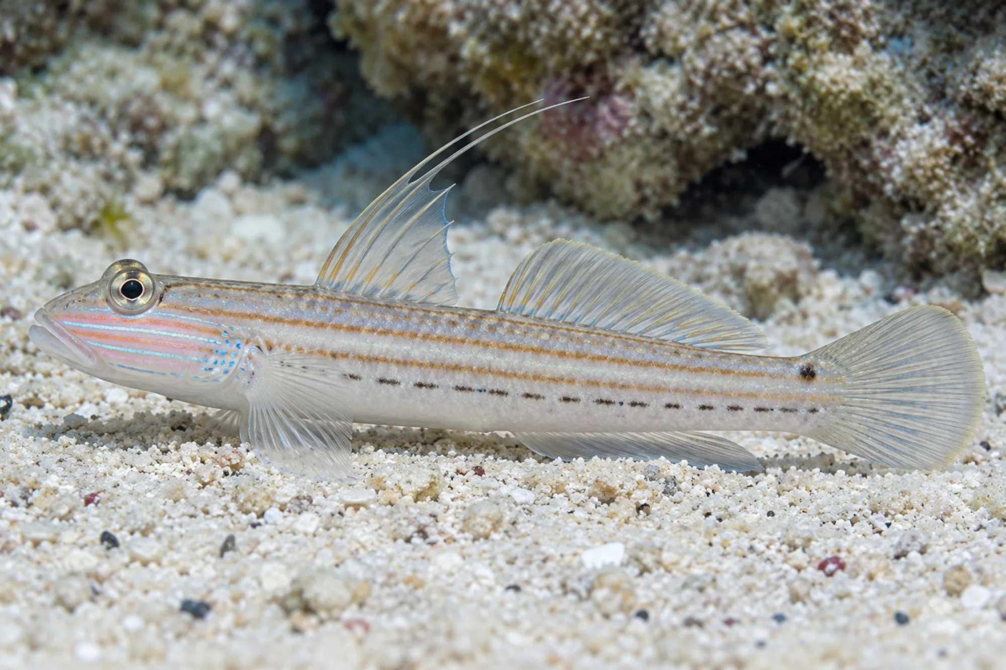 Langflossen Schläfergrundel, Valenciennea longipinnis