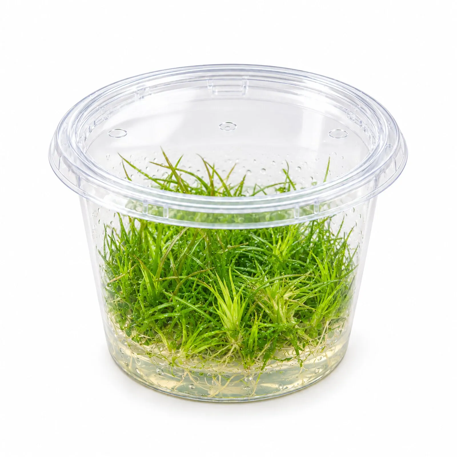 Cinereum-Eriocaulon, Eriocaulon cinereum, in Vitro