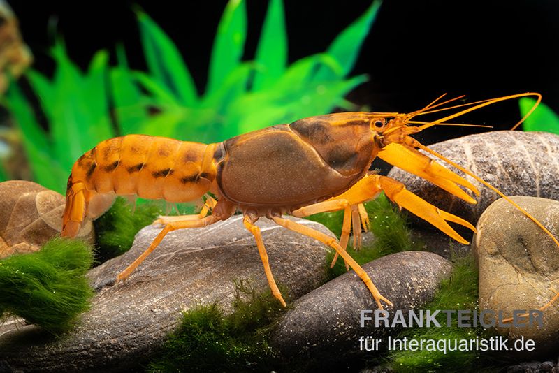 Goldener Cherax, Cherax cf. snowden, Paar (1 Männchen + 1 Weibchen)