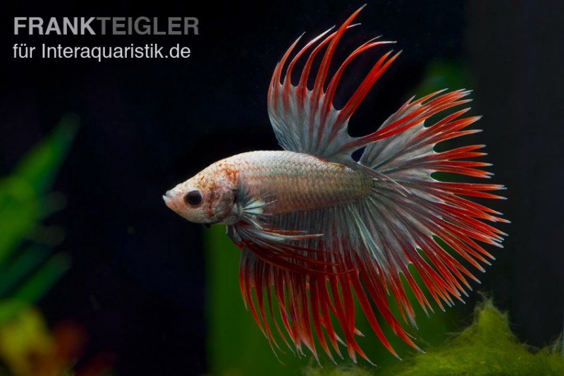 Crown Tail Kampffisch Red Copper, Männchen, Betta splendens