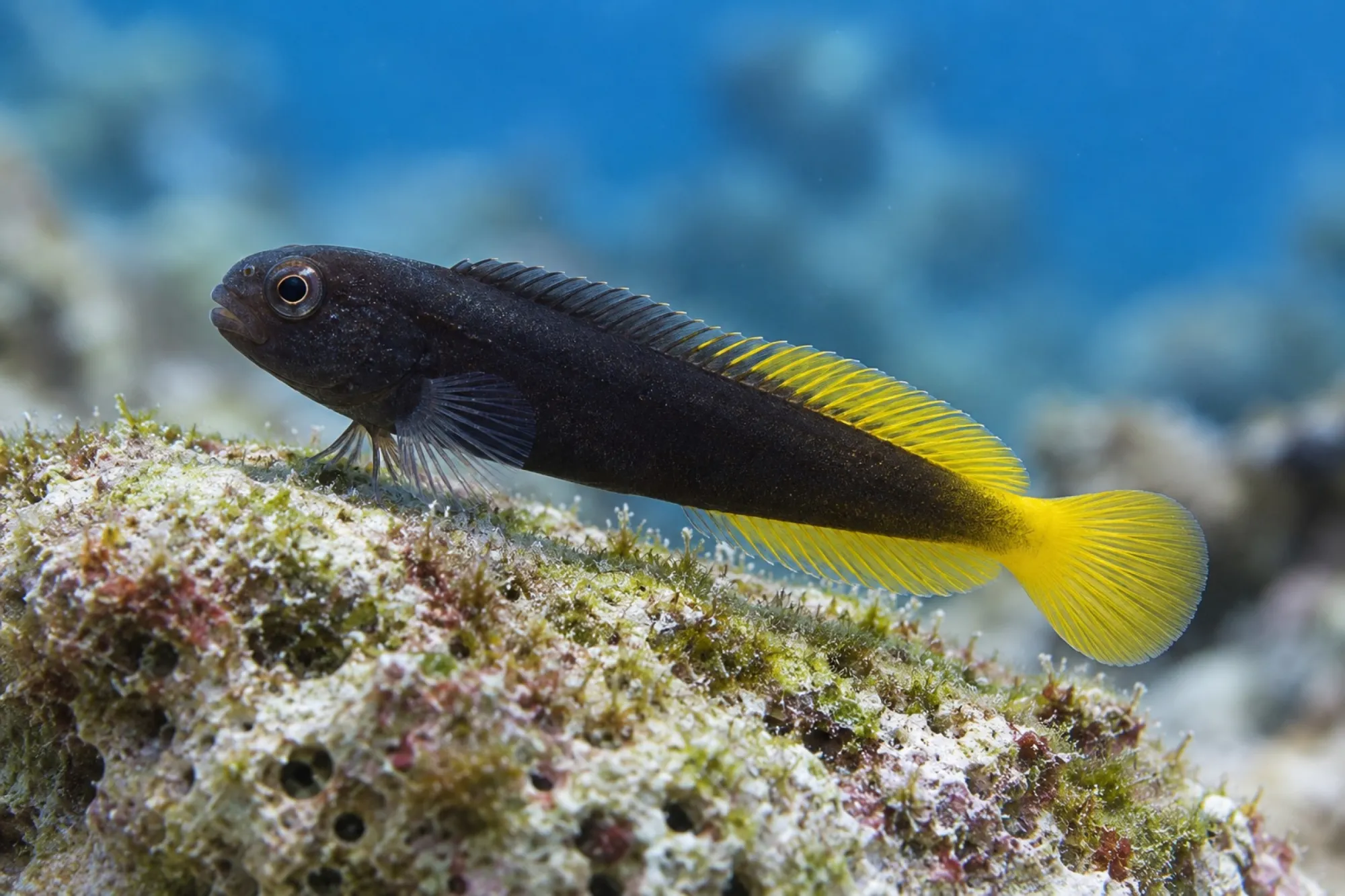 Gelbschwanz-Blenny Nachzucht, Enchelyurus flavipes