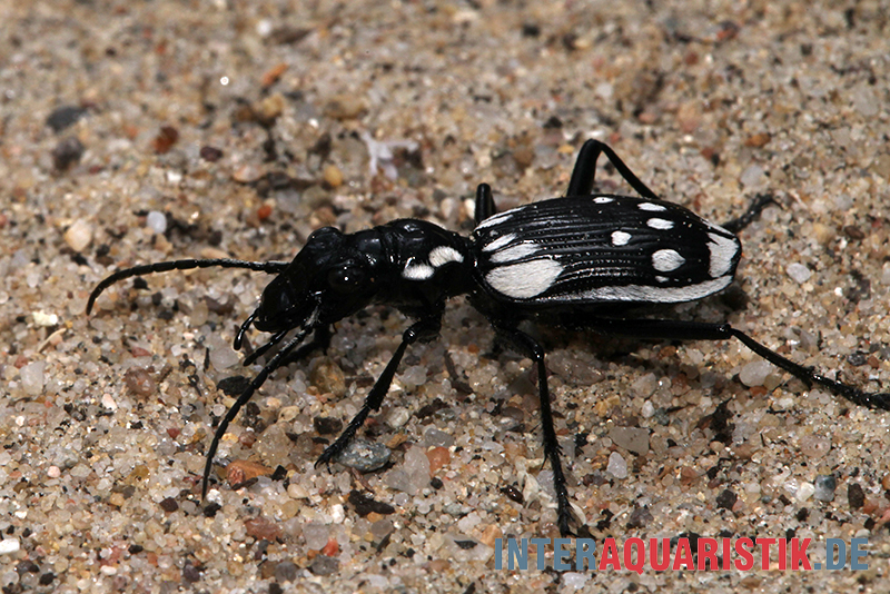 Ägyptischer Raubkäfer, Anthia sexmaculata