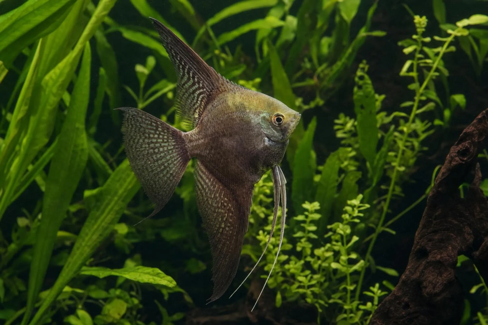 Skalar „Smoke“, Pterophyllum scalare