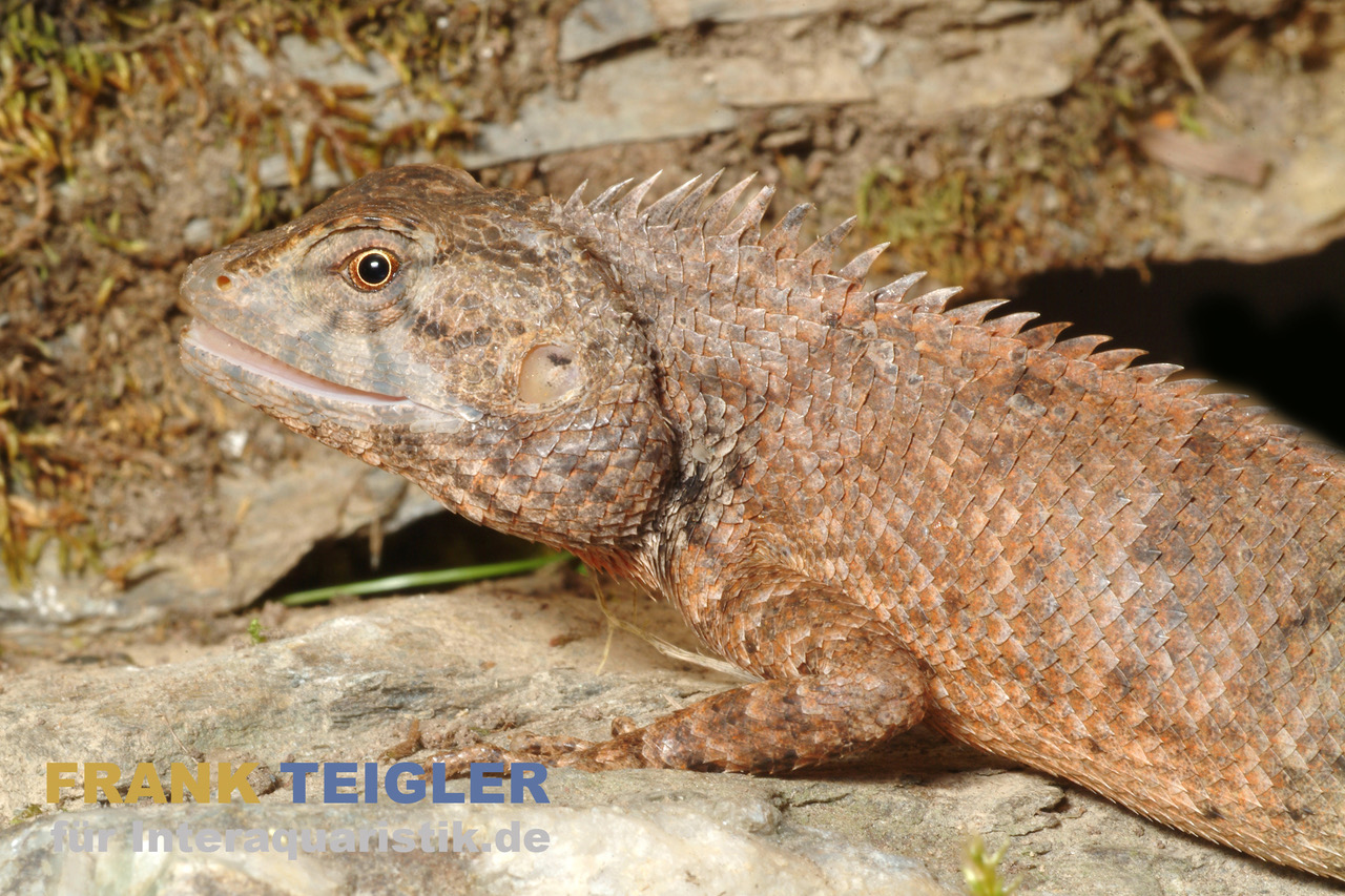 Indische Gartenagame, Calotes versicolor