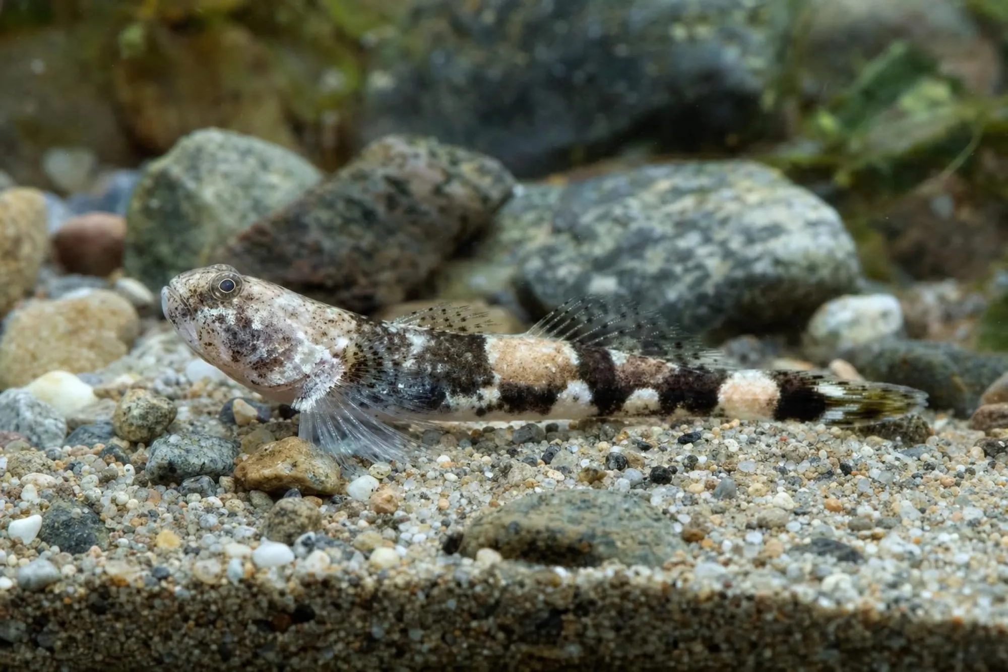 Zwergdrachengrundel, Schismatogobius ampluvinculus