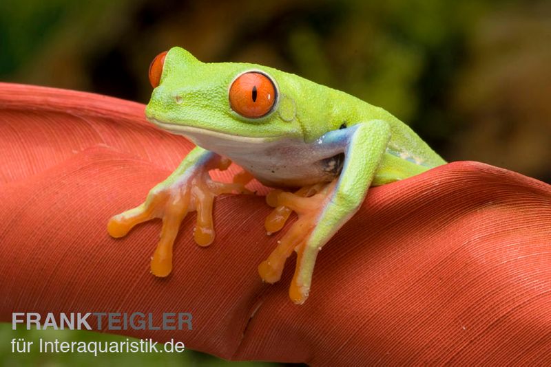 Rotaugenlaubfrosch, Agalychnis callidryas DNZ