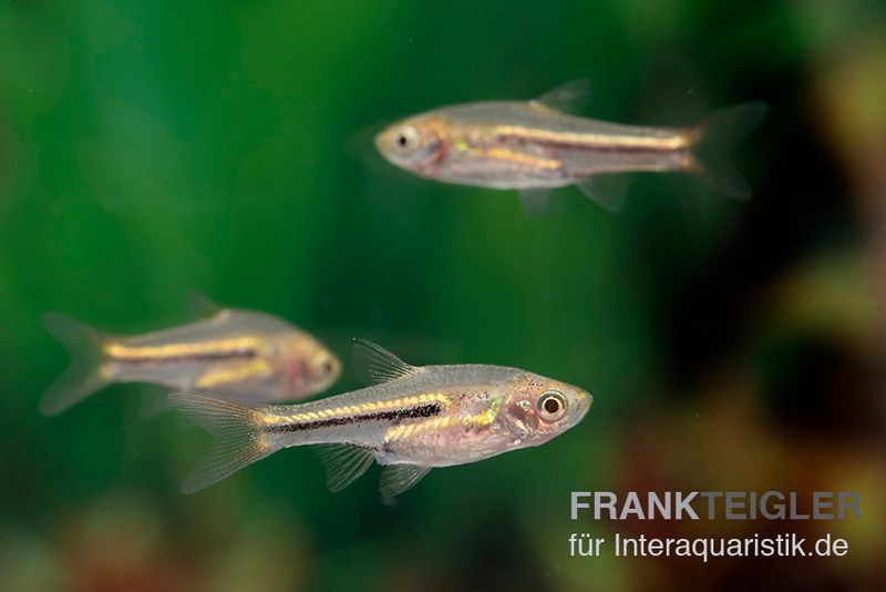 Siamesischer Zwergbärbling, Trigonostigma somphongsi (Minifisch)