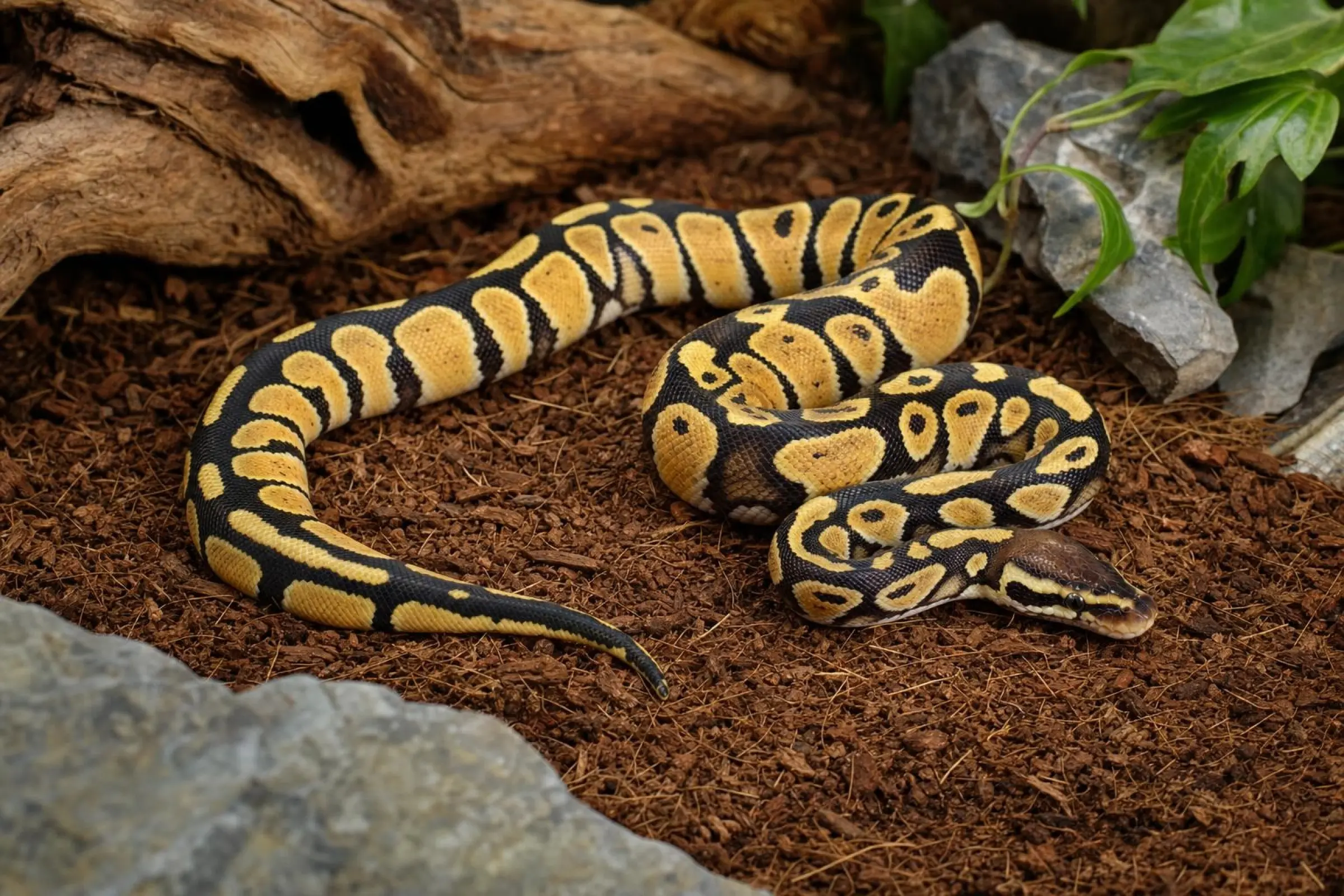 Königspython „Pastell het. Russo L. YB“, Python regius