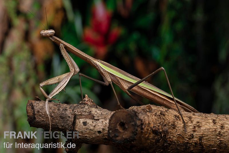 Grüne Fangheuschrecke, Green Mantis, Hierodula patellifera