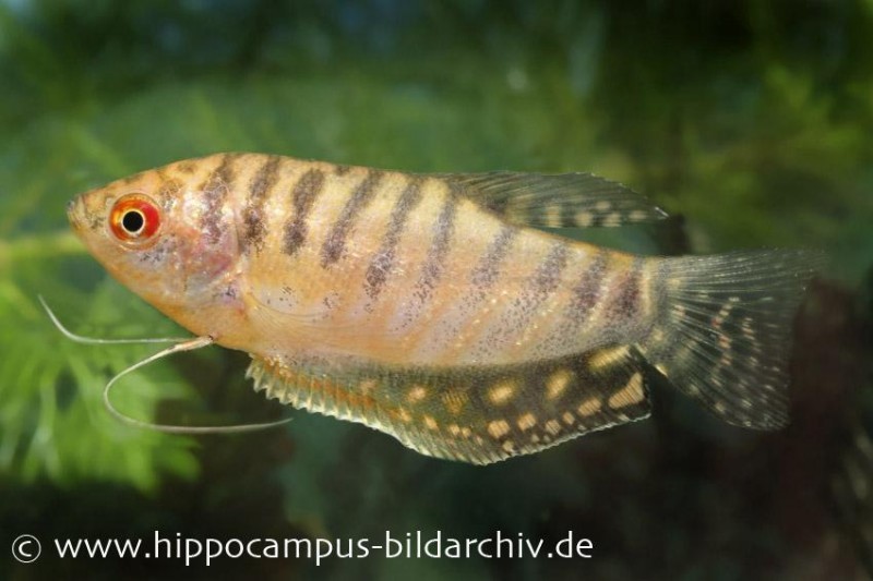 Goldener Fadenfisch, Trichogaster trichopterus