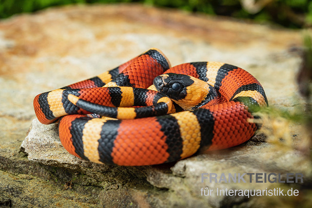 Campbell Dreiecksnatter "Apricot", Lampropeltis tringulum campbelli