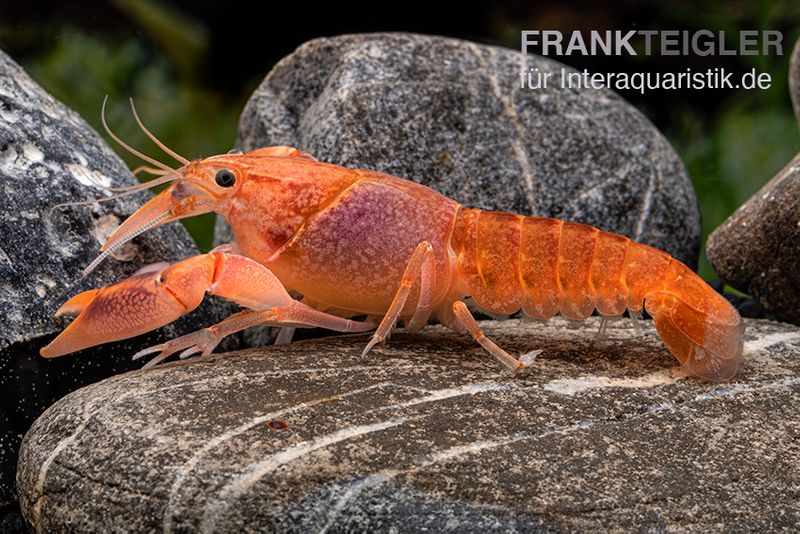 Volcano Yabby , Cherax destructor var. Volcano, Zufällig ausgewählt