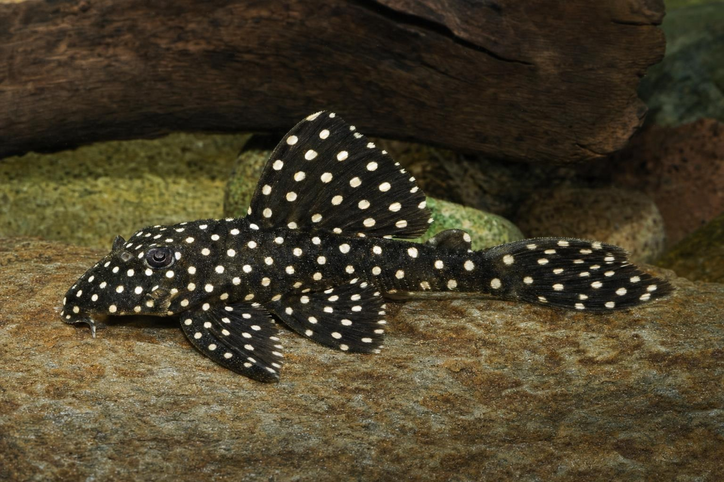 Graugefleckter Segelflossenharnischwels L20, Spectracanthicus zuanoni (Oligancistrus sp. L20)