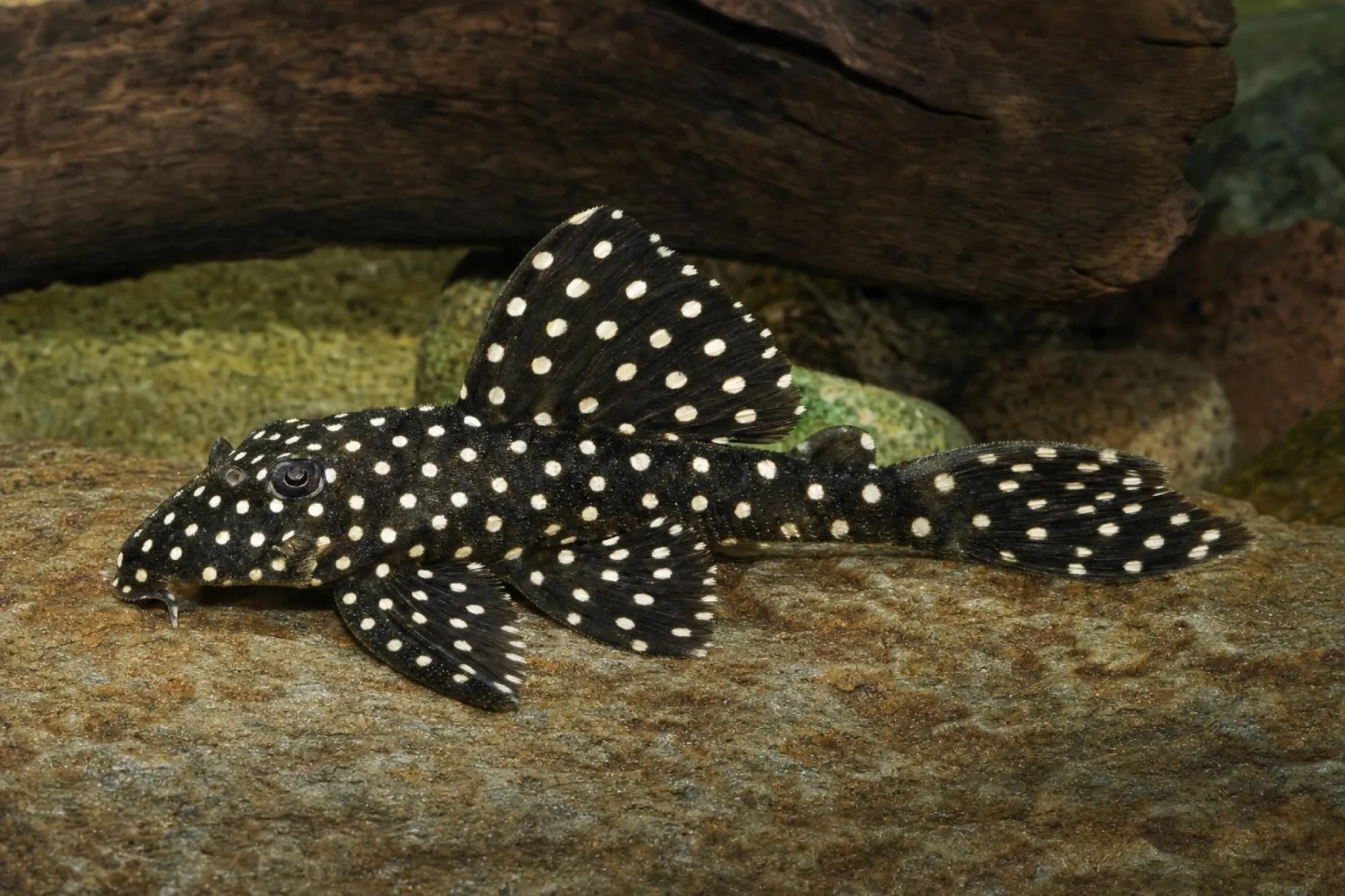 Graugefleckter Segelflossenharnischwels L20, Spectracanthicus zuanoni (Oligancistrus sp. L20)