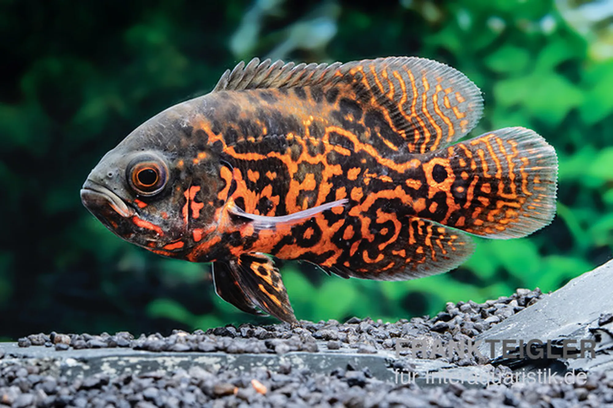 Pfauenaugenbuntbarsch „Black Tiger“, Astronotus ocellatus „Black Tiger“