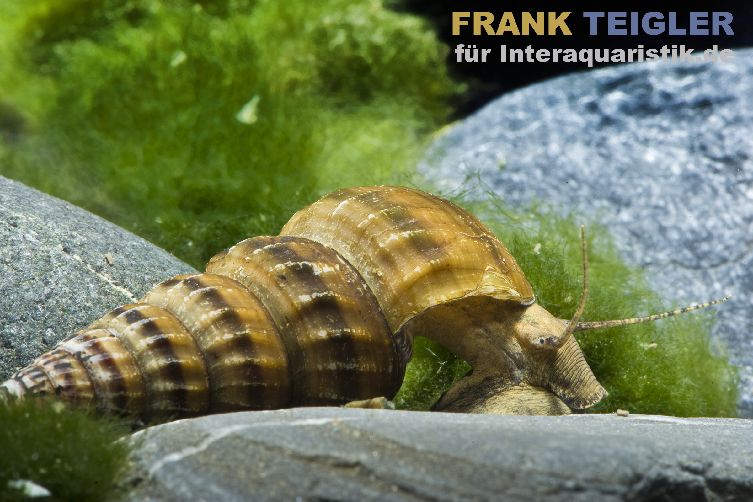 Herculea Riesen Turmdeckelschnecke » Infos – ELEVHH