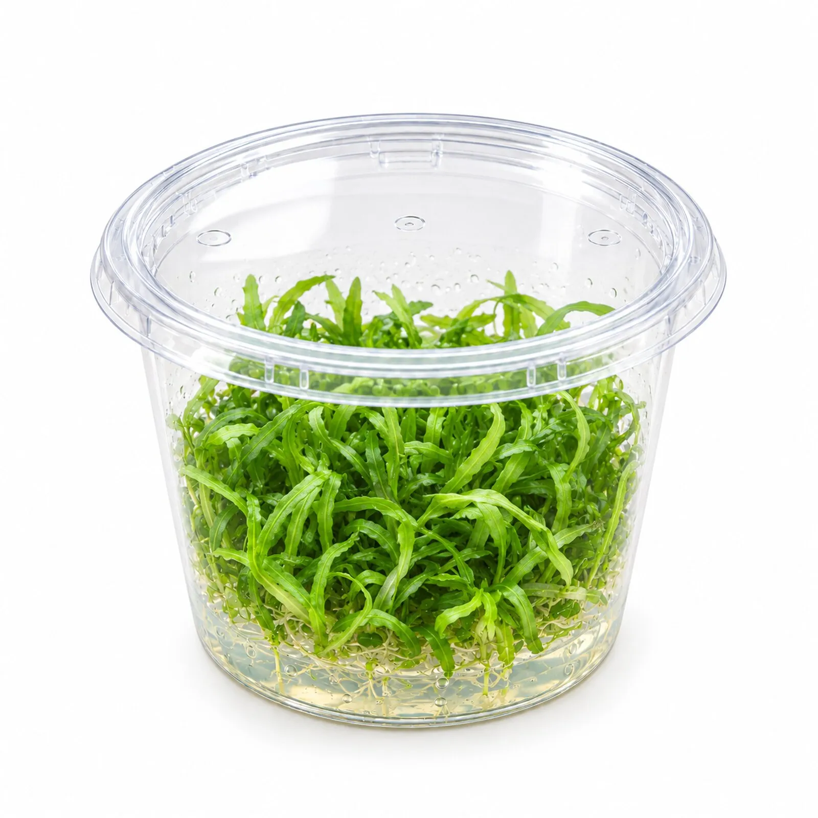 Seegrasblättriges Trugkölbchen, Heteranthera zosterifolia, In Vitro