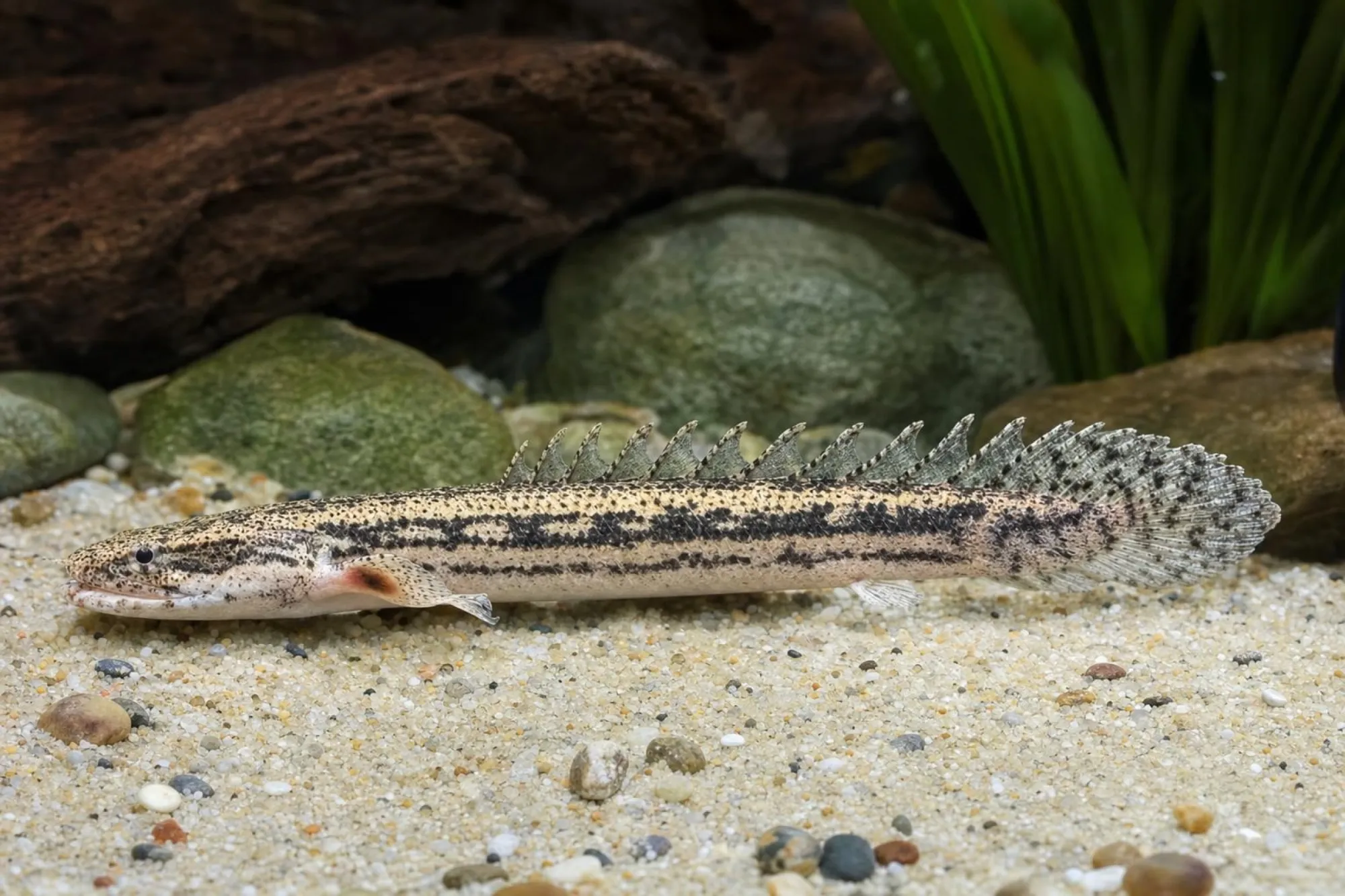 Lapradei-Flösselhecht „Koliba Dragon“, Polypterus lapradei