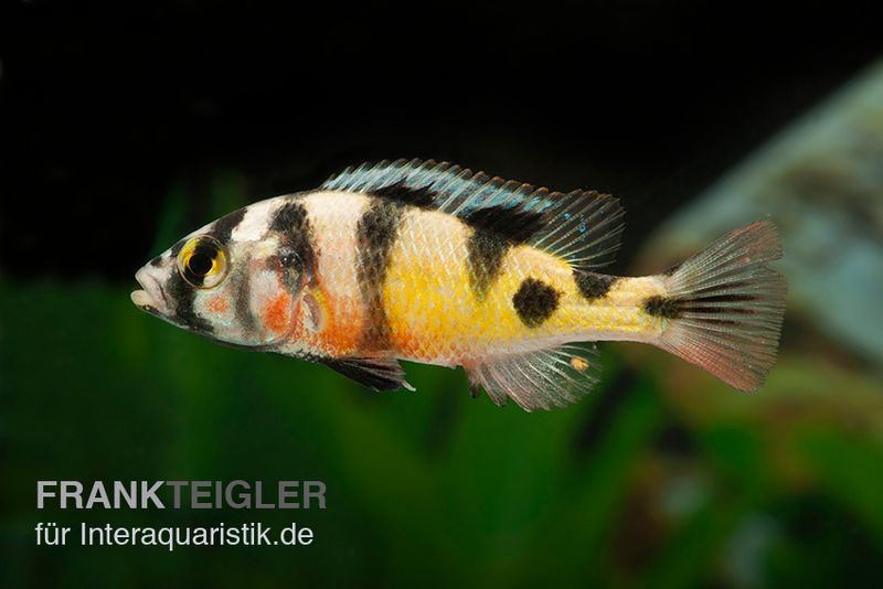 Haplochromis spec. ZEBRA OBLIQUIDENS, DNZ