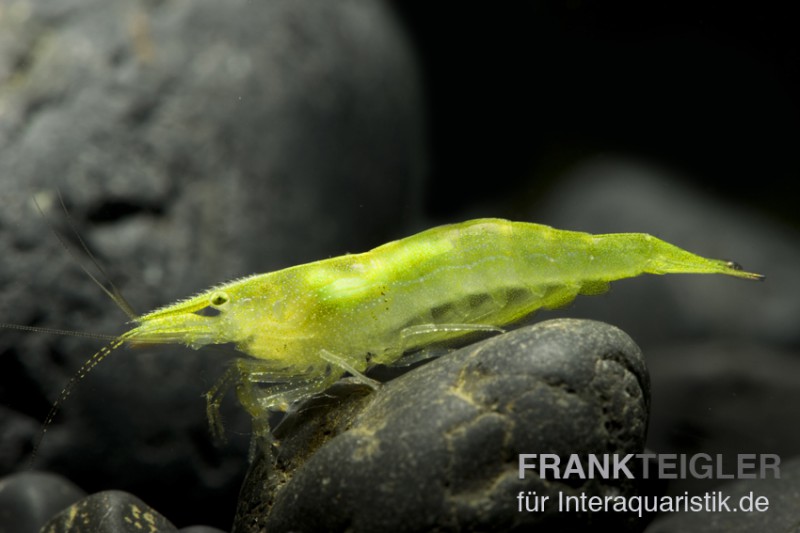 Grüne Zwerggarnele, Neocaridina babaulti