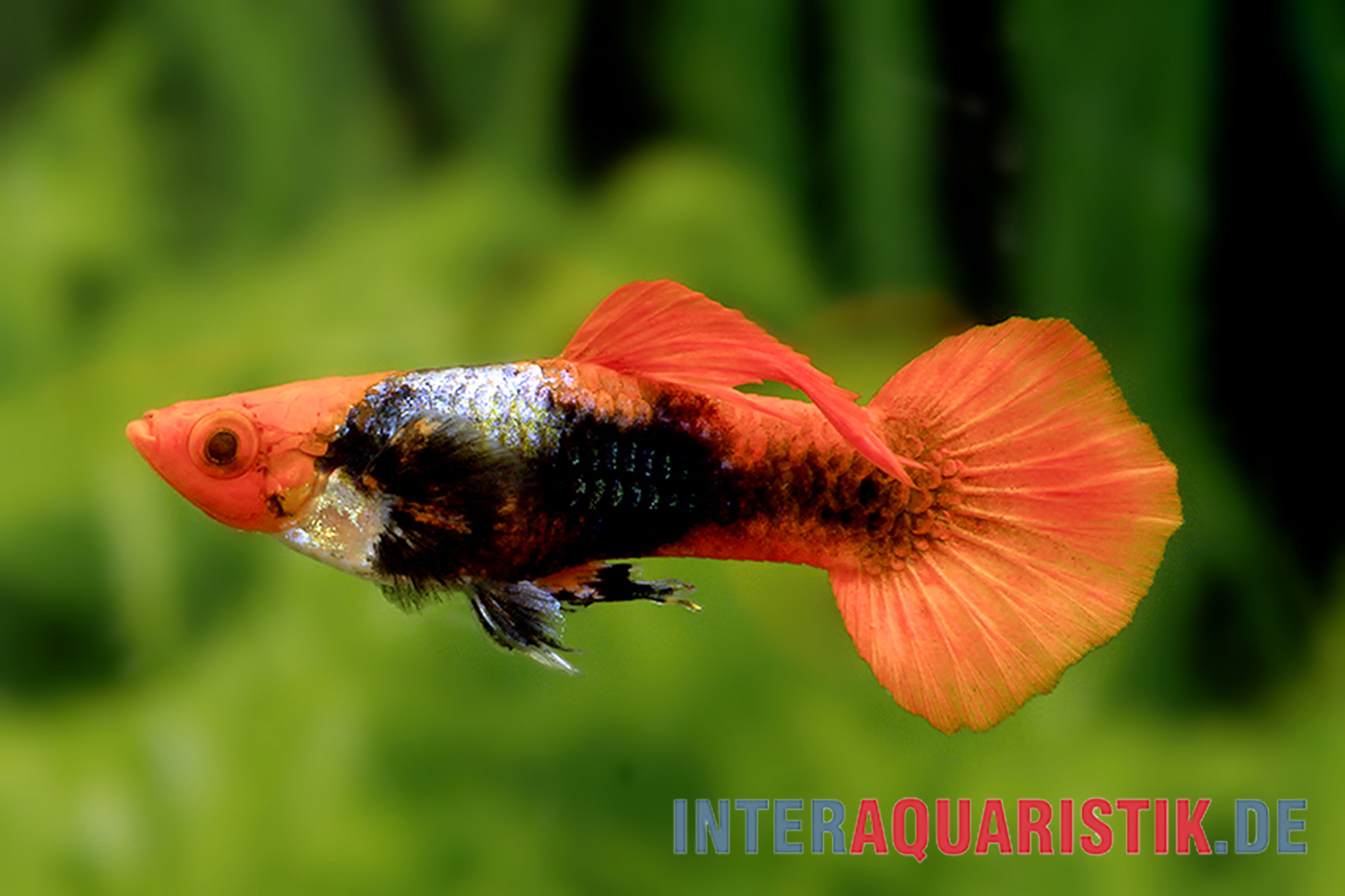 Guppy Koi Tuxedo, Poecilia reticulata, paarweise