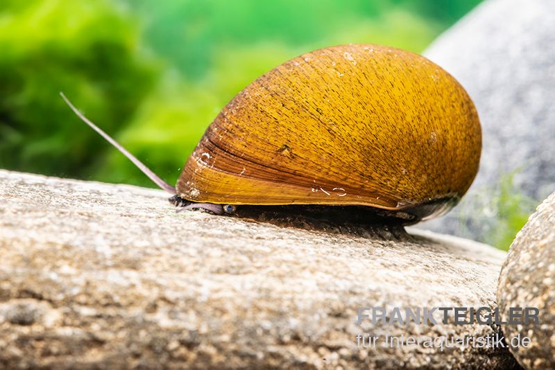 Grüne Algenrennschnecke, Neritina puligera var. green