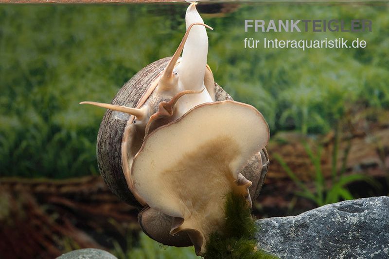 Afrikanische Riesen-Apfelschnecke, Pila wernei