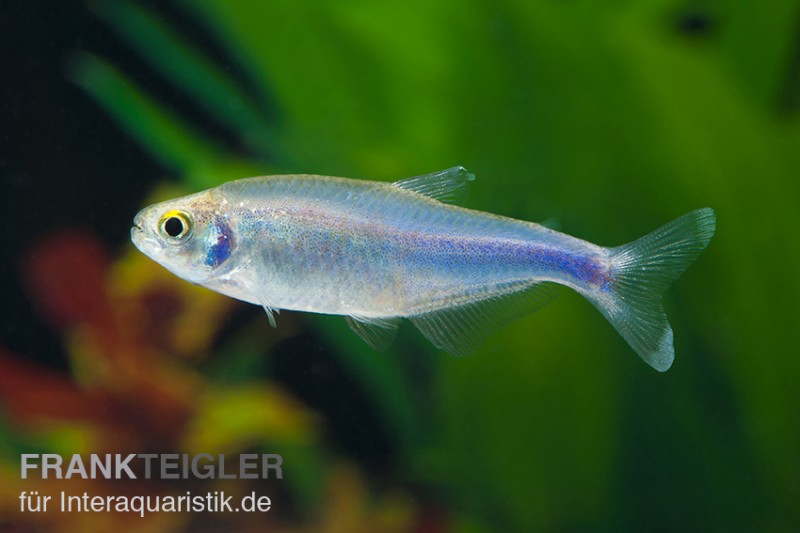 Blauer Perusalmler, Boehlkea fredcochui