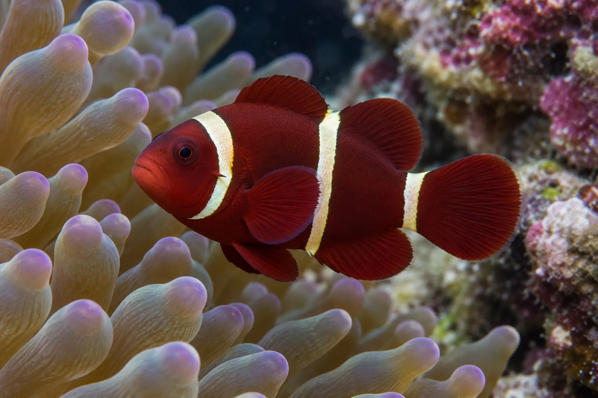 Samtanemonenfisch „Gold Stripe“ Nachzucht, Premnas biaculeatus