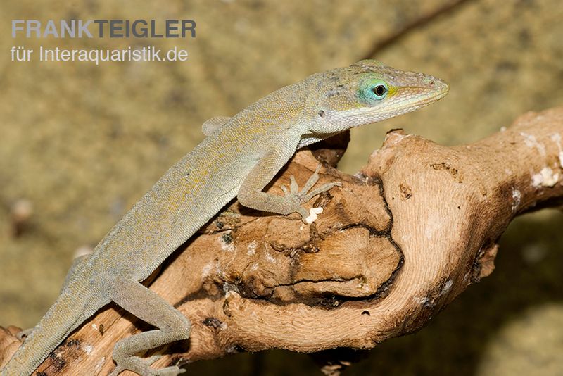 Rotkehlanolis, Anolis carolinensis, Ohne Geschlechtsauswahl