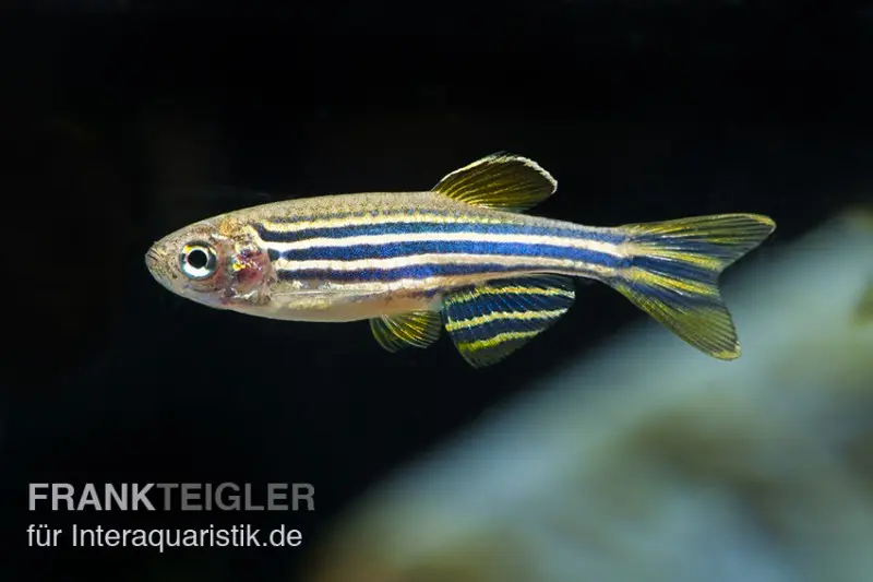 Zebrabärbling, Brachydanio rerio