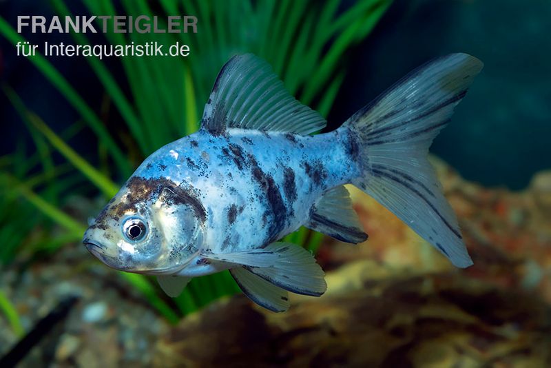 Shubunkin blue, Carassius auratus (Kaltwasser)