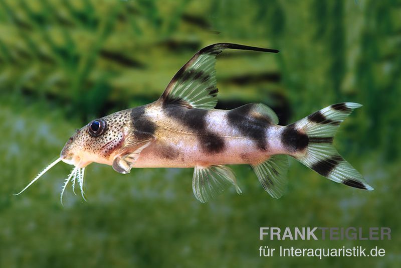 Pracht-Fiederbartwels, Synodontis decorus