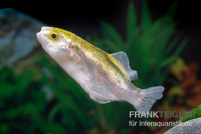 Goldener Kugelfisch, Chonerhinus modestus