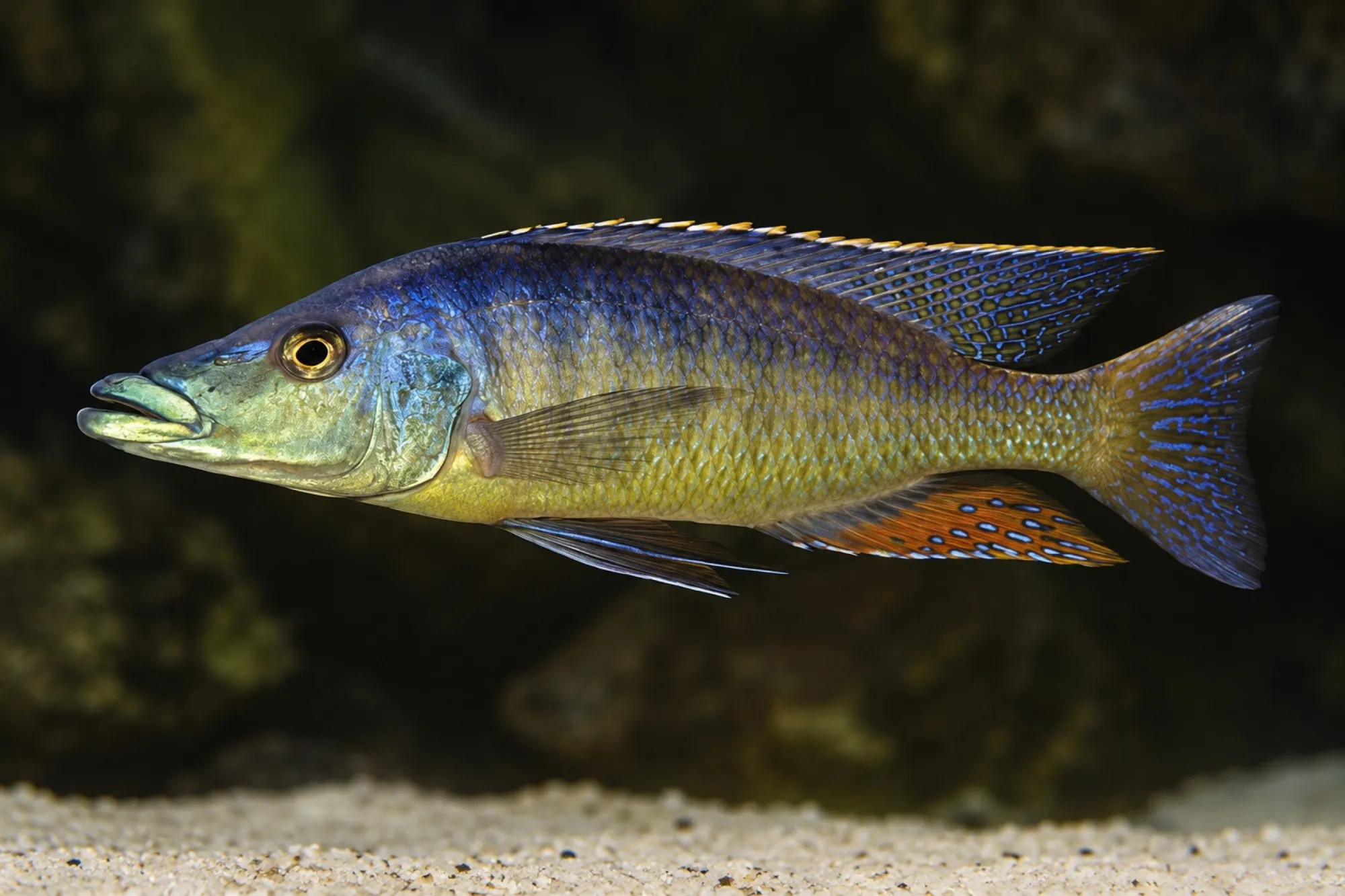 Spitzkopf-Malawibuntbarsch, Lichnochromis acuticeps