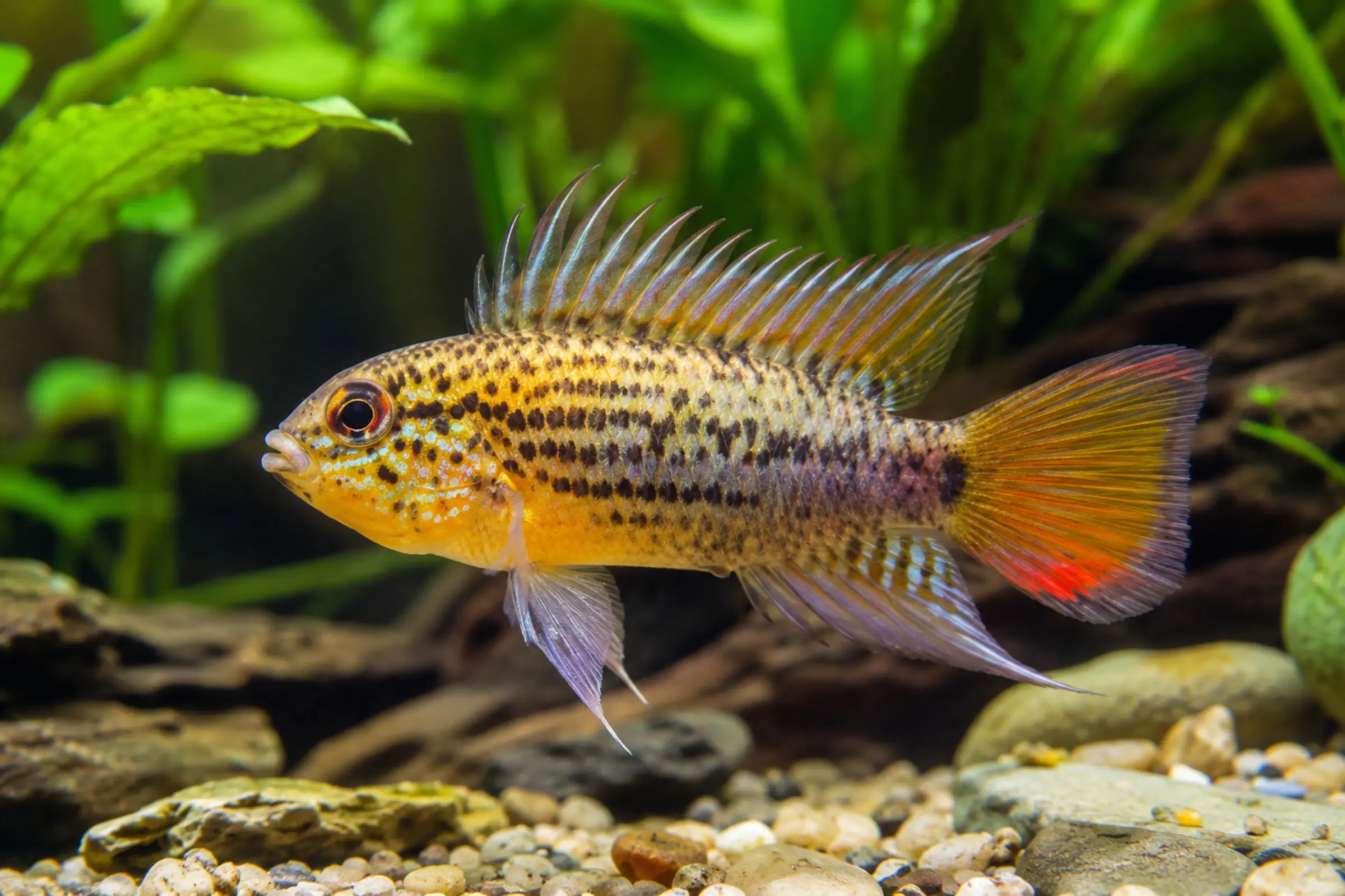 Guttata‑Zwergbuntbarsch (Apistogramma guttata) im Aquarium, gelbe Färbung mit feiner Punktzeichnung; geeignet für Südamerika‑Becken mit Laub, Sand und Wurzeln, ruhiges Revier- und Brutpflegeverhalten