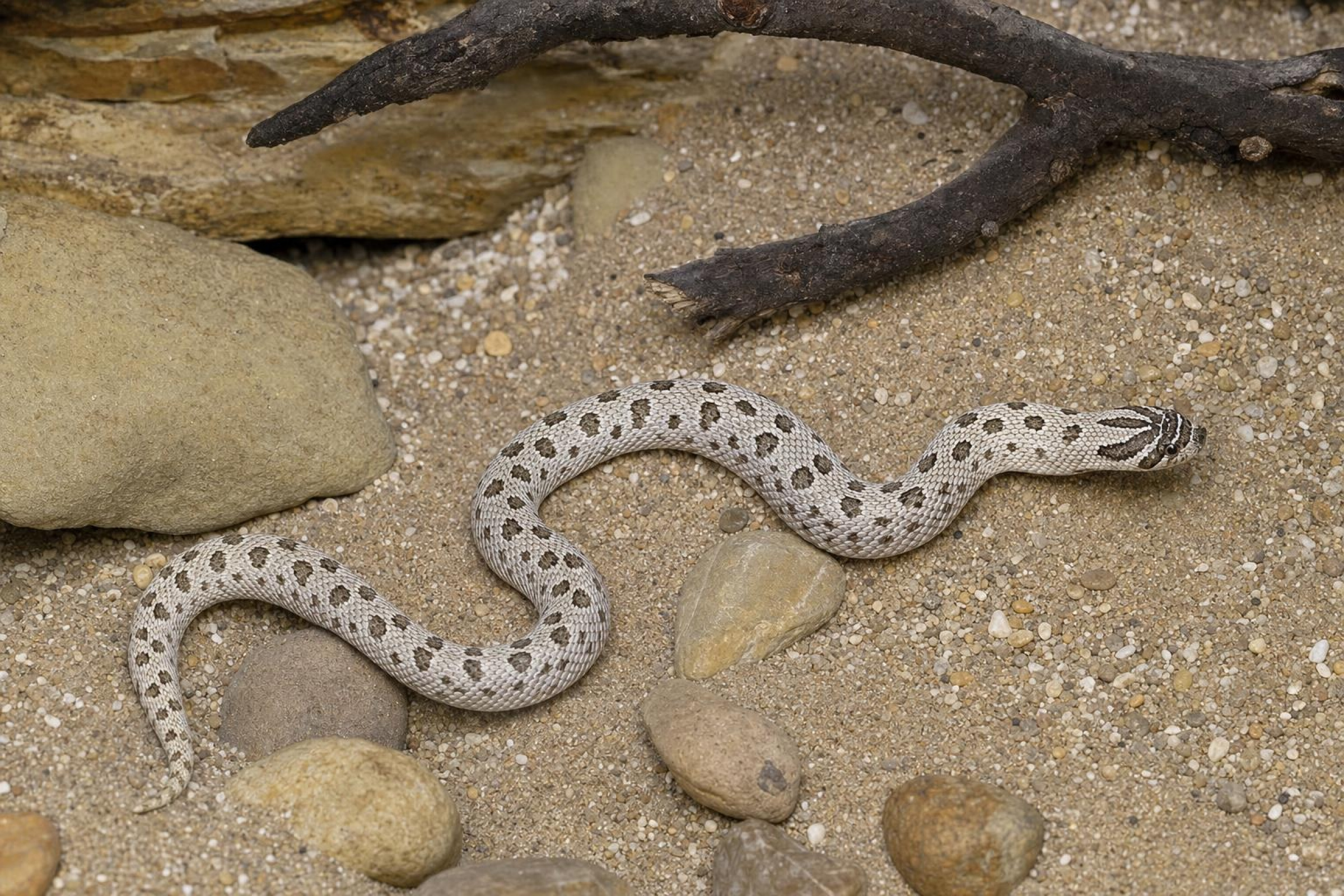 Westliche Hakennasennatter „Arctic Conda“, Heterodon nasicus