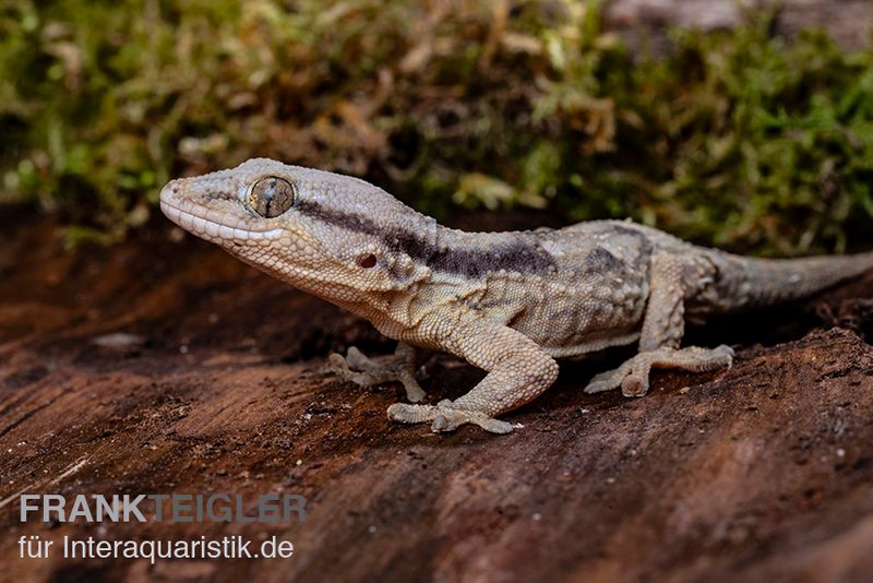 Afrikanischer Mauergecko, Tarentola ephippiata