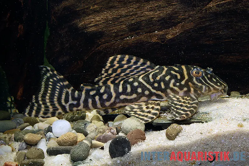 Gelber Zebra-Harnischwels, Yellow Zebra Catfish, L401, Hypancistrus sp.