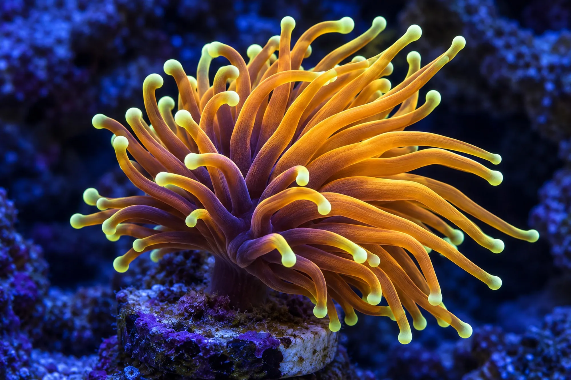 Fackelkoralle „Gold Hellfire“ (Nachzucht), Euphyllia glabrescens, 1 Polyp