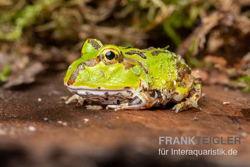 Pazifischer Hornfrosch, Ceratophrys stolzmanni