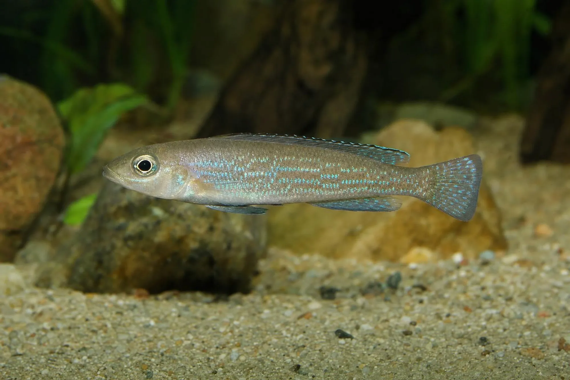 Einfleck-Tanganjikasee-Buntbarsch, Lepidiolamprologus attenuatus
