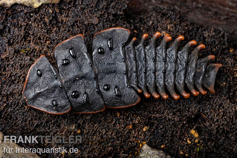 Trilobitkäfer, Duliticola sp.