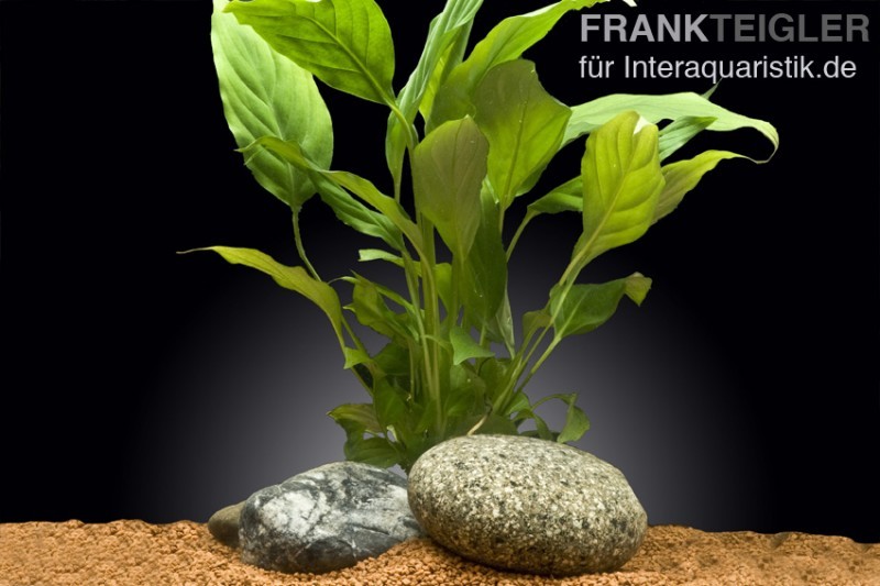 Einblatt, Spathiphyllum wallisii (Terrariumpflanze), XL-Pflanze, Mutterpflanze