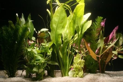 10 Aquariumpflanzen im Bund, gemischt, Aquarienpflanzen-Set