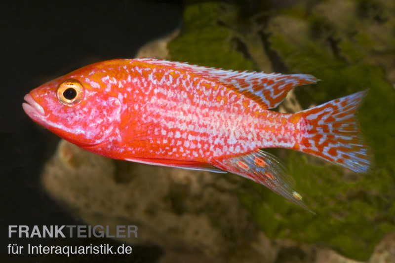 Aulonocara spec. Firefish, DNZ